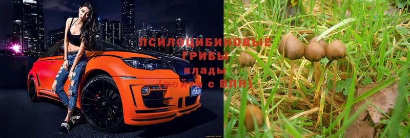 Галлюциногенные грибы Magic Shrooms  кракен ССЫЛКА  Апатиты 